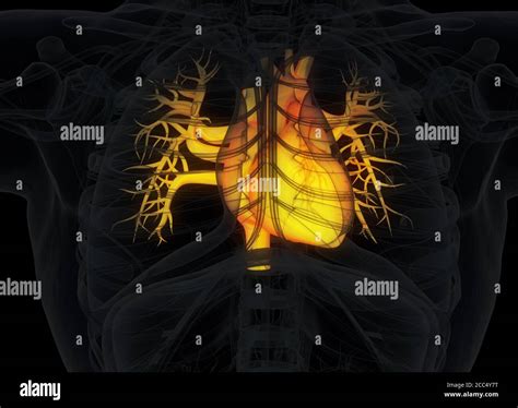 Human Heart Inside Body Anatomy 3d Illustration Stock Photo Alamy