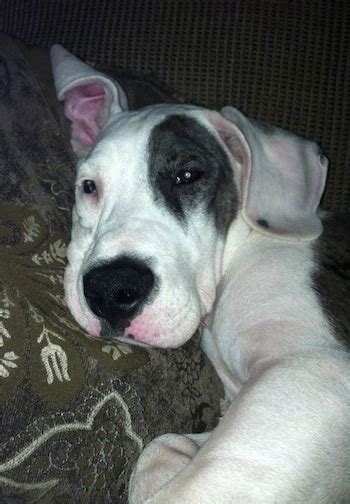 American Bull Dane Dog Breed Information And Pictures