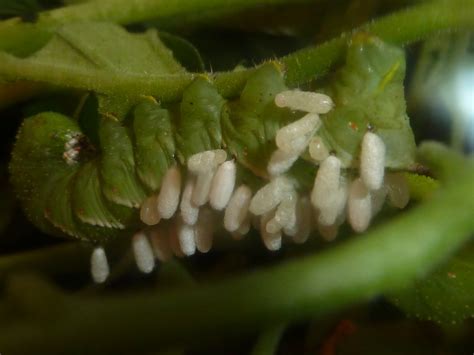 Worms In Cat That Look Like Rice - Cat and Dog Lovers