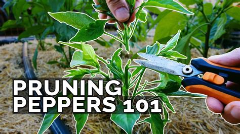 Pruning Pepper Plants 101 Is It Even Necessary