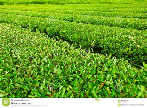 Green Tea Plantation At Jeju Island Korea Stock Image Image Of Leaf