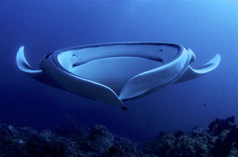 Giant Manta Manta Ray Ocean Creatures