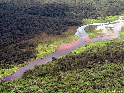 What is a tropical rainforest? The African Rainforest - Home