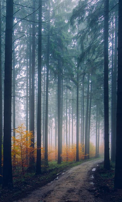 1280x2120 Mist Fog Trees Path Forest Iphone 6 Hd 4k Wallpapers Images
