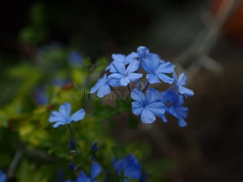 Blue Flowers Stock Photo Image Of Blossom Petal Season 86287410