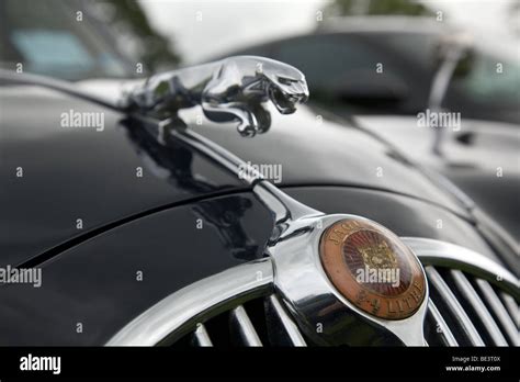 40 Best Pictures Car Hood Decorations - 20 Most Iconic Car Hood