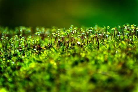 Moss Hd Wallpapers Backgrounds