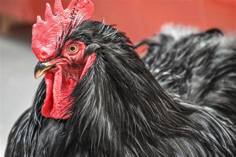 A Big Black Cock A Big Black Cock Eva Kurkjian Flickr