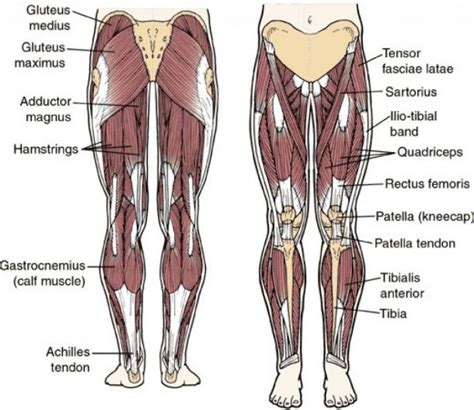 These two muscles produce lateral rotation at the hip and are innervated by the obturator internus and quadratus femoris nerves. Hip Muscles Diagram