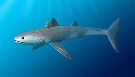 Shark Evolution A 450 Million Year Timeline Natural History Museum