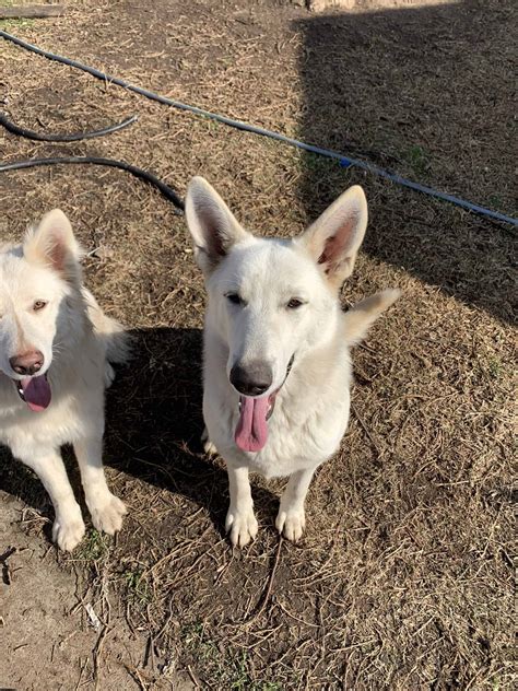 2 Full Breed White German Shepherds No Papers