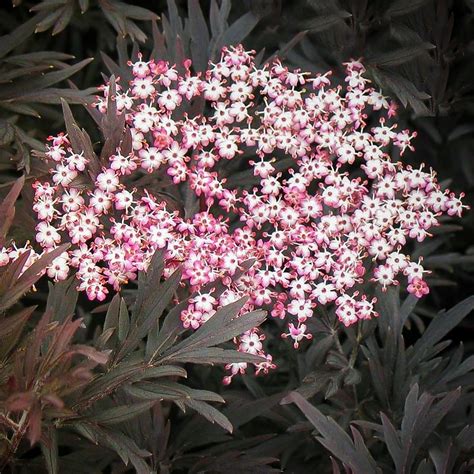 3.5 out of 5 stars 1,026. Black Lace Elderberry Shrubs For Sale Online | The Tree Center