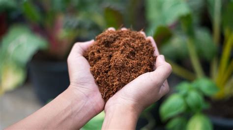 Peat Moss Vs Coco Coir Gardening Experts Advise On The Best Growing