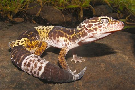 Types Of Geckos Pets With Pictures Pet Comments