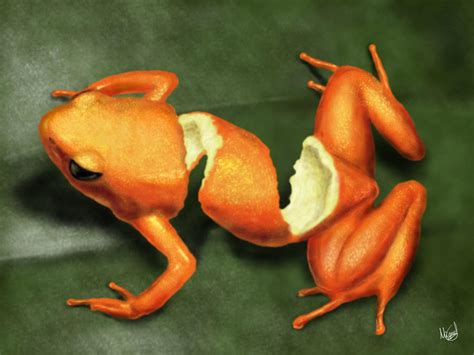 Orange Frog By Berilia On Deviantart