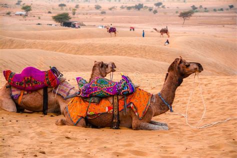 Camels And Sand Dunes Stock Photo Image Of Sand Safari 115209250