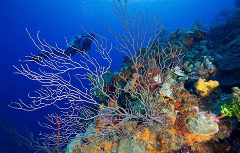 Panama Ocean Conference Draws 20 Billion Marine Biodiversity