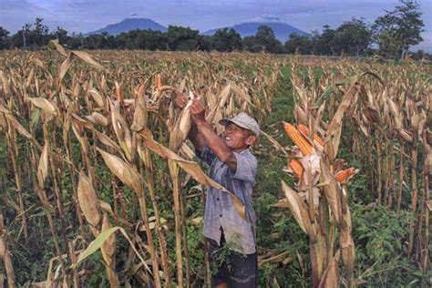 We did not find results for: Cara Membaca Nilai Tukar Petani, Ini Penjelasan BPS