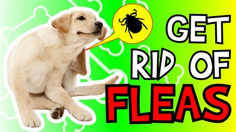 What To Do If My Puppy Has Fleas
