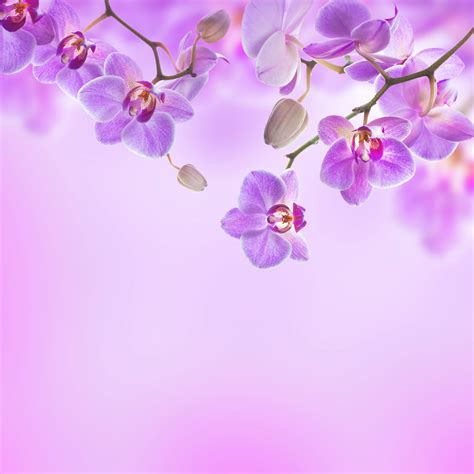 Purple Orchid Background | Purple orchids, Orchid illustration, Orchid drawing