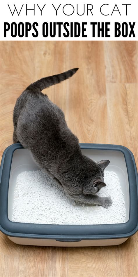 7 Reasons To Consider Why Cats Poop Outside The Litter Box