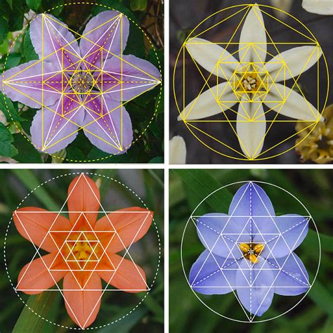 Flower Nature Patterns Sacred Geometry Contemporary Art By Dean Marston