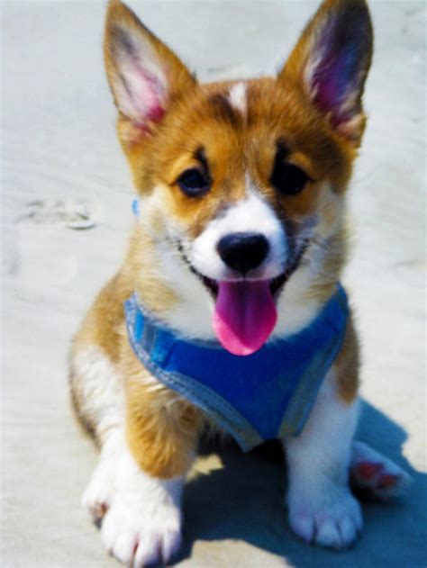 Some of the best choices are: Puppy smiles are the best smiles. : corgi