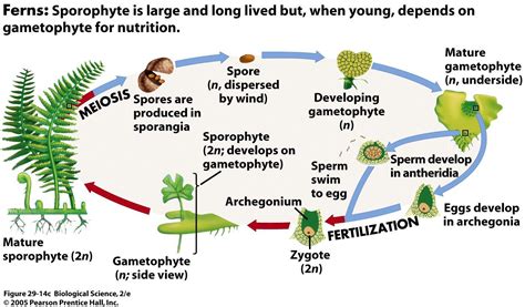 A mature sporophyte fern has the familiar leafy fronds. Lab 4 - Plant Diversity 1 - Biological Sciences 2c with ...