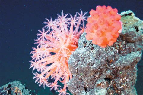 Reefs In The Deepfreeze Understanding Cold Water Corals Scuba Diving