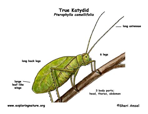 Katydids have long antennae