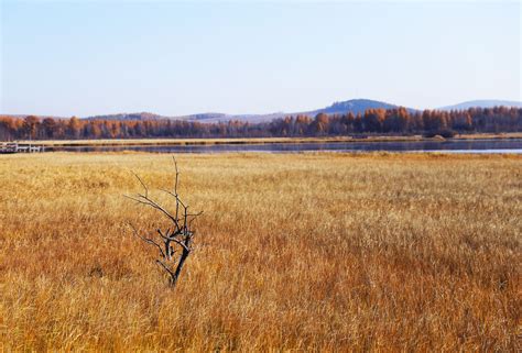 Free Images Marsh Wilderness Field Meadow Prairie Wildlife