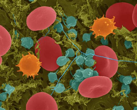 Red Blood Cells Photograph By Dennis Kunkel Microscopyscience Photo