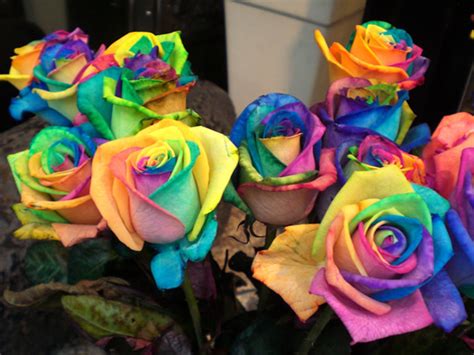 Maybe you would like to learn more about one of these? Rainbow Roses are for Real - Trawel India Mails