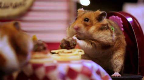 Photos Tiny Hamsters Bring The Romance With Adorably Tiny Valentines