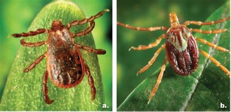 Ticks And Tick Borne Illnesses In Alabama Alabama Cooperative Extension