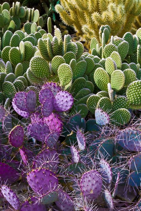 Edgar and his team did a better job than we even hoped for. Stunning desert garden ideas for home yard 12 | Desert ...