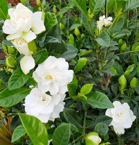 Gandhrajgardenia Cape Jasmine Plant With Pot Online Plants And Flowers