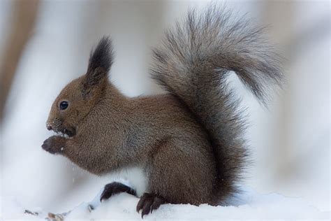 The 10 Most Adorable Japanese Animals Ever! - Owlcation