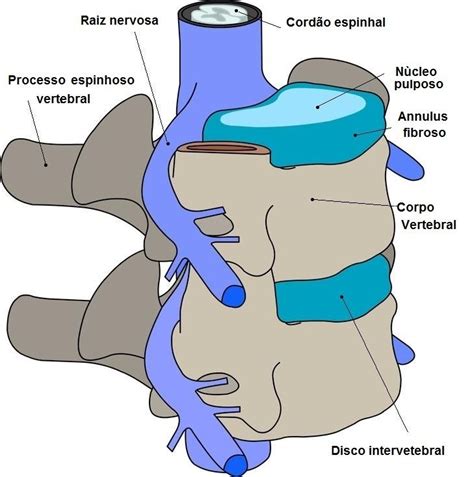 Definitions for canalis vertebralis canalis vertebralis. Estenose na coluna vertebral lombar, causas e sintomas