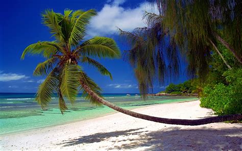 Nature Landscape Beach Palm Trees Sea Island