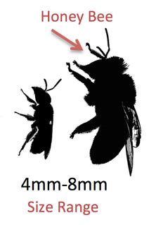 It can be pruned to. About Pollinators - BEE POLLINATORS OF OREGON