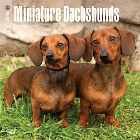 It comes with a simple graphics, simple mechanics, but great puzzle elements. Miniature Dachshunds | DogDays 2022 Calendar and Puzzle ...