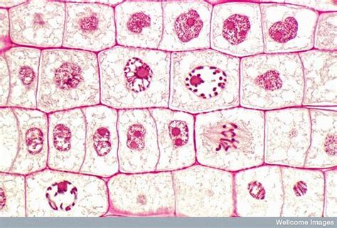In animal cell, a cleavage furrow forms at the equator of the cell and deepens until the daughter cells separate. B0007563 Mitosis in onion root cells | Ciclo celular ...
