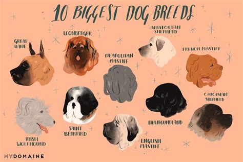 45 Dog Breeds List With Pictures And Price L2sanpiero