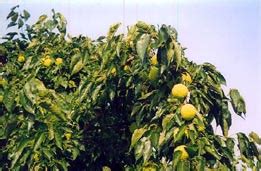 Runyan apples and carrots kill wild horses. the strong message is intended to make the public aware that wild horses cannot eat any food that is not. Horse Apples