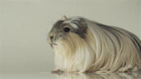 Coronet Guinea Pig Facts Personality Care With Pictures