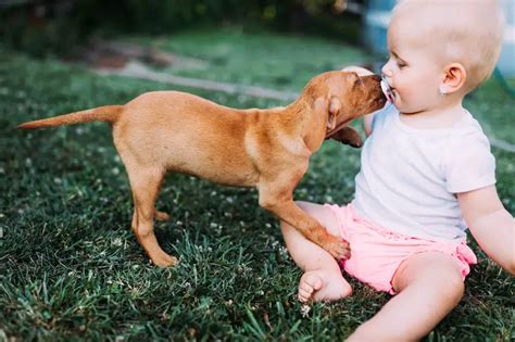 Do Dogs And Babies Get Along