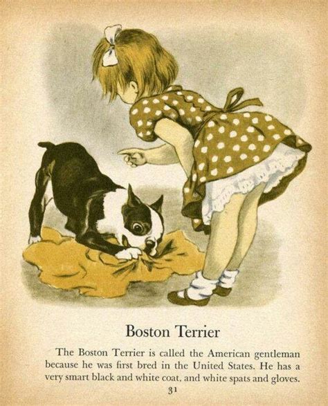 Boston Terriers Boston Terrier Lover Irish Terrier Terrier Breeds