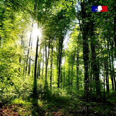 Ipbes En Français On Twitter Rt Agrigouv 4e Plus Grande Forêt D
