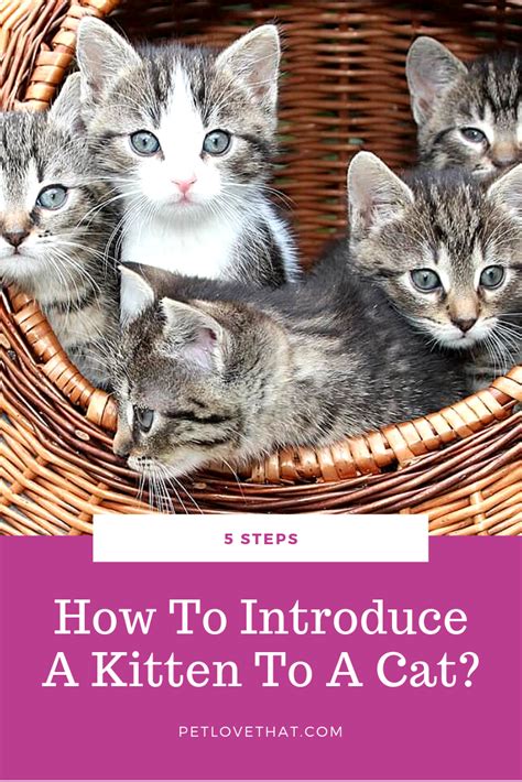 5 Steps How To Introduce A Kitten To A Cat Kittens Cat Adoption
